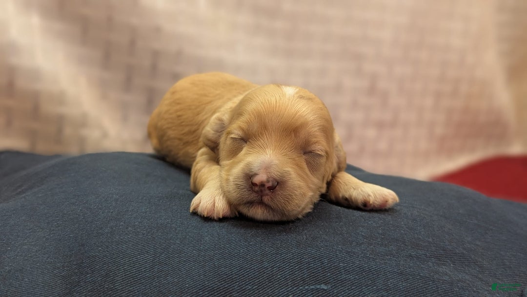 Cockapoo dogs for sale: Gobber - Image 3