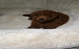 Miniature Poodle dogs for sale: Miniature Poodle 3 puppies - Image 1