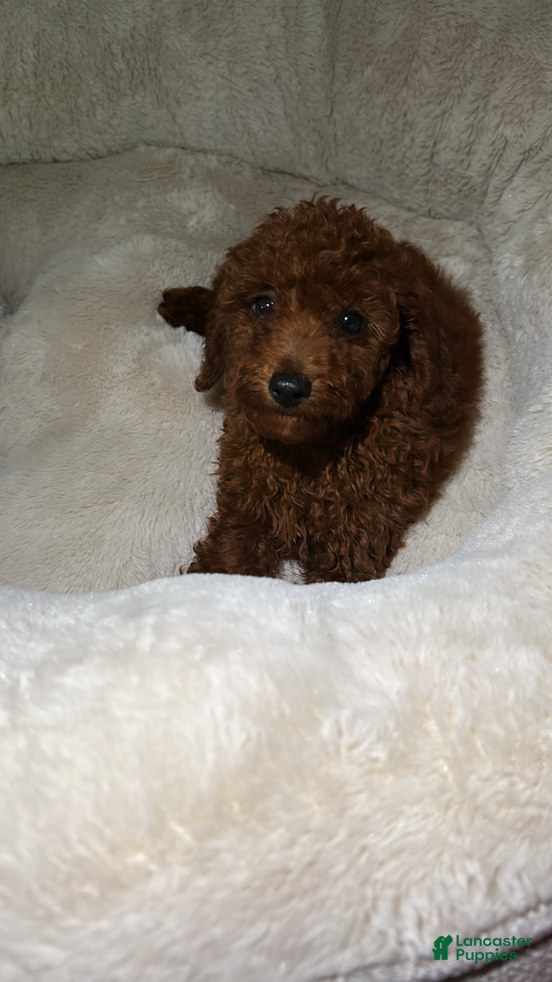 Miniature Poodle dogs for sale: Miniature Poodle 3 puppies - Image 1
