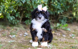 Mini Bernedoodle dogs for sale: Nova - Image 5