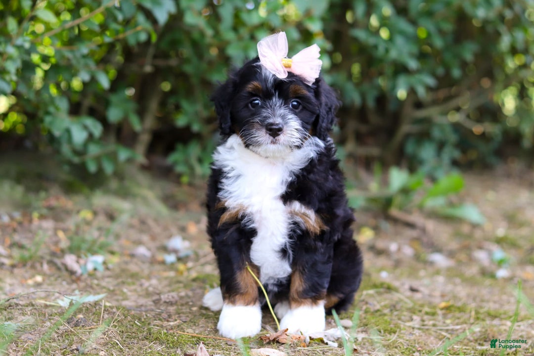 Mini Bernedoodle dogs for sale: Nova - Image 5