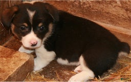 Welsh Corgi Pembroke dogs for sale: Burito - Image 4