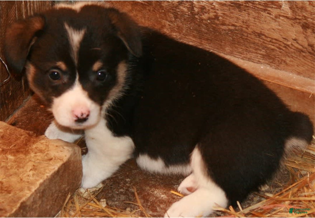 Welsh Corgi Pembroke dogs for sale: Burito - Image 4
