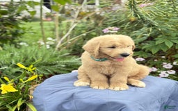 Goldendoodle dogs for sale: Jaden - Image 2