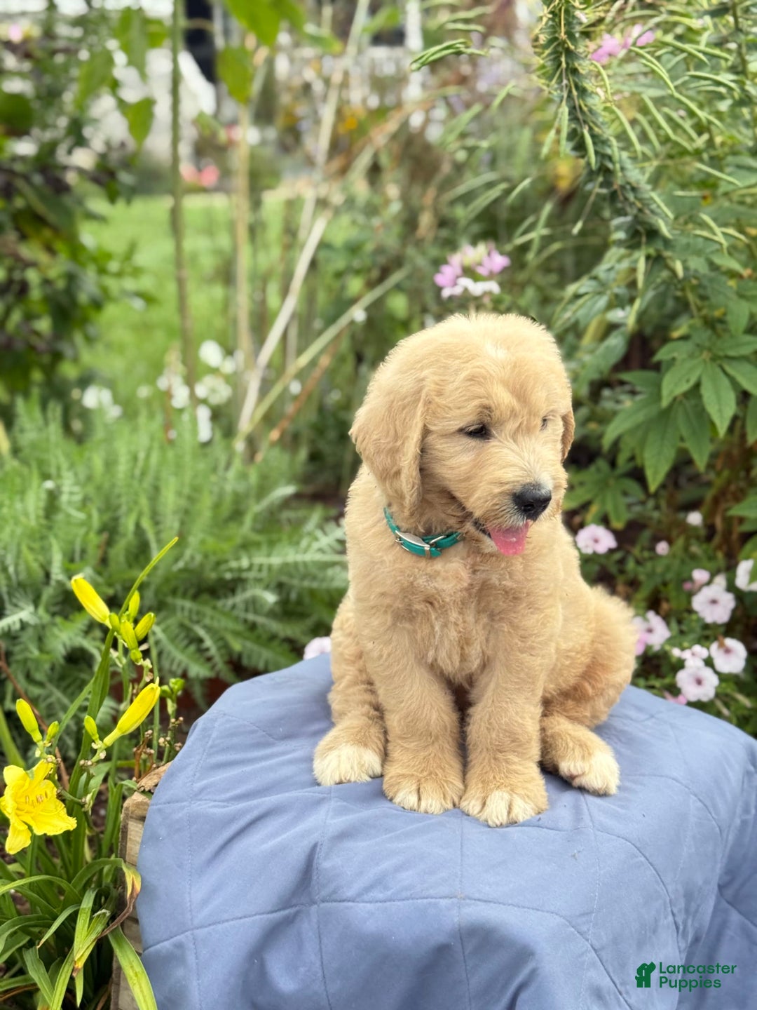 Goldendoodle dogs for sale: Jaden - Image 2