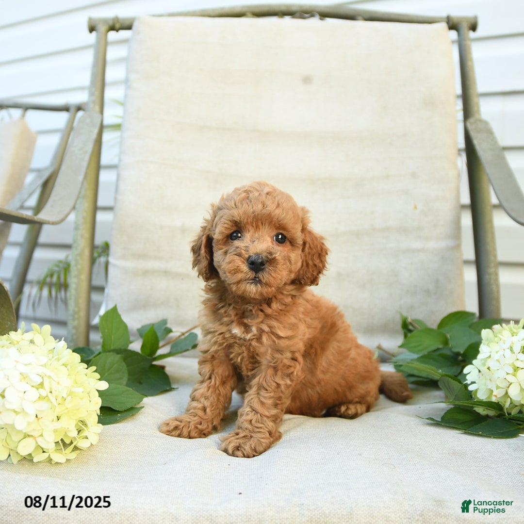 Mini Goldendoodle dogs for sale: Jared - Image 5