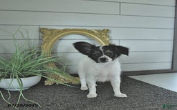 Papillon dogs for sale: Lilah - Image 14