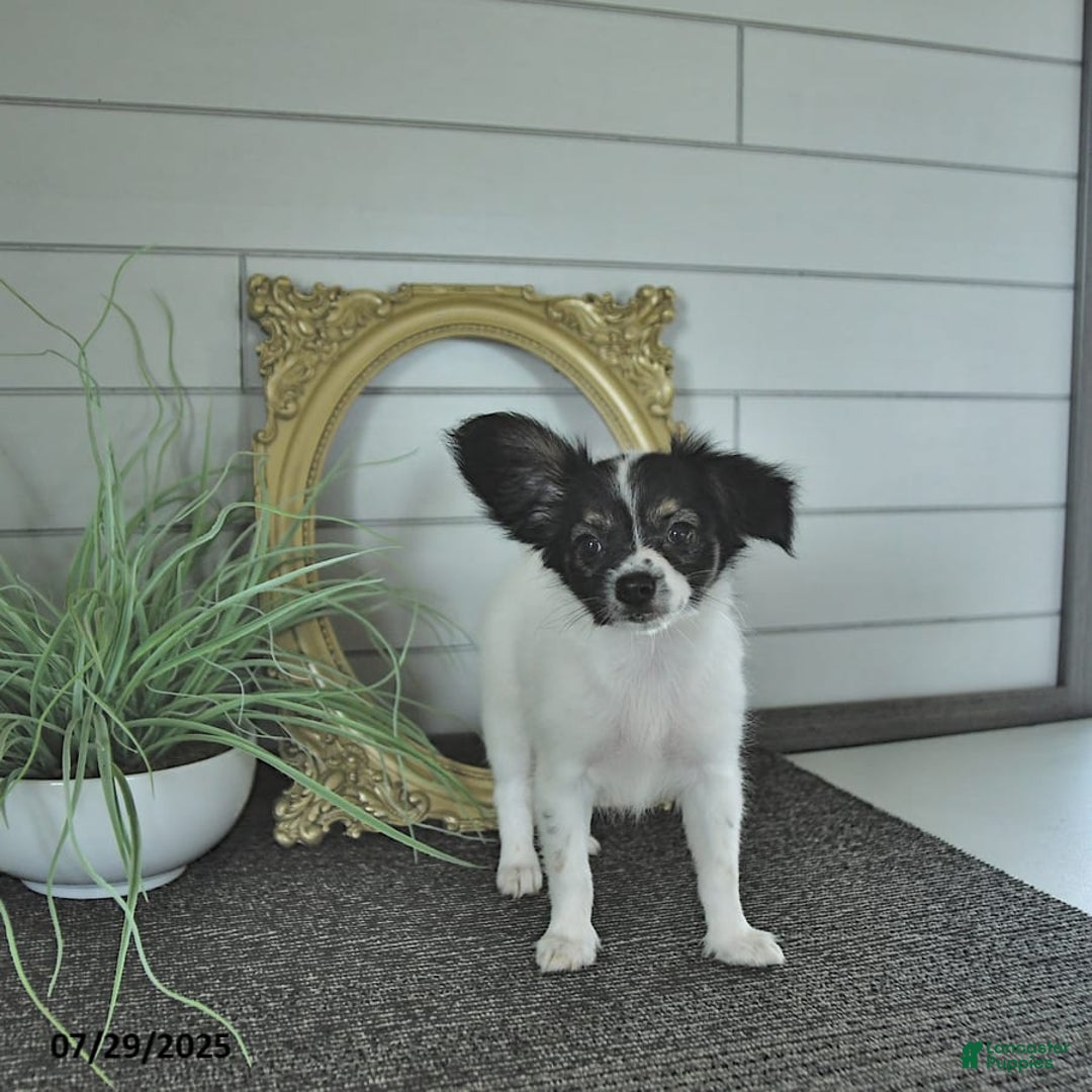 Papillon dogs for sale: Lilah - Image 14
