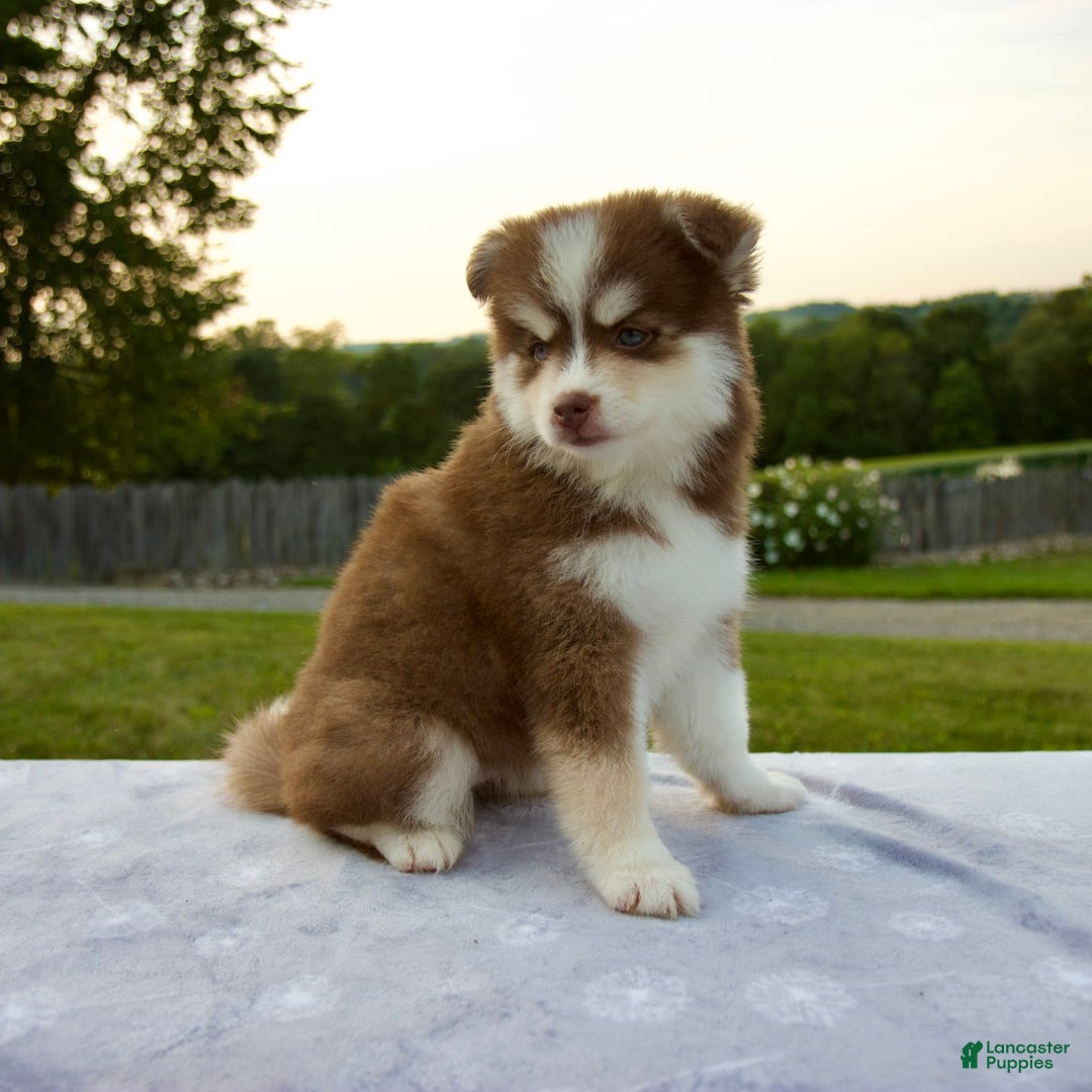 Pomsky dogs for sale: Raina - Image 6