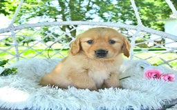 Golden Retriever dogs for sale: Andy - Image 16