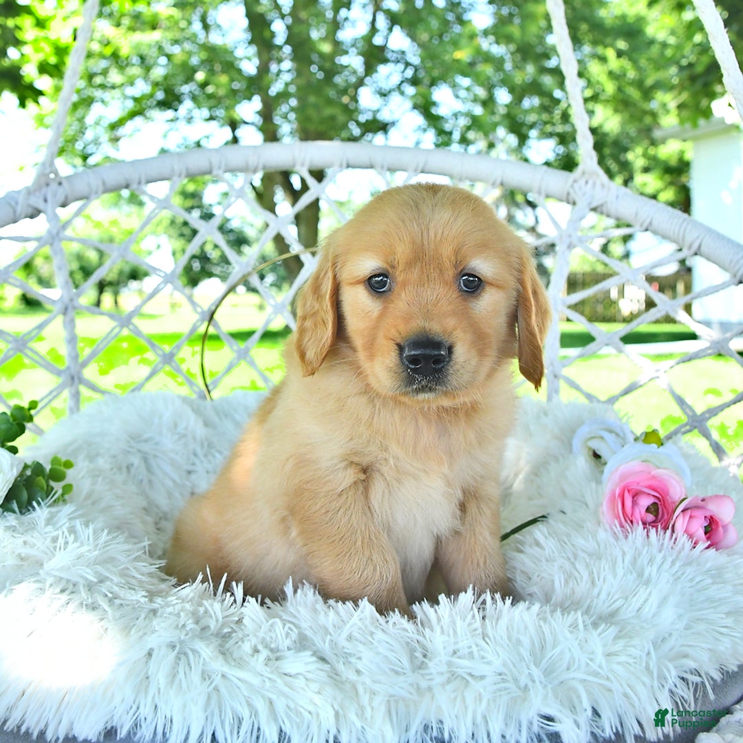 Golden Retriever dogs for sale: Andy - Image 16