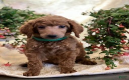 Standard Poodle dogs for sale: Billy - Image 4