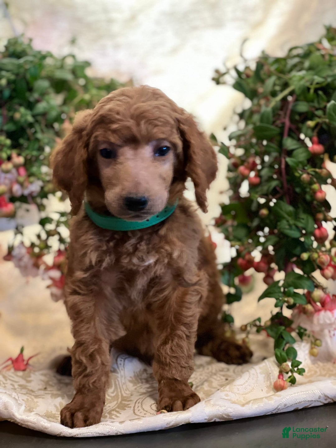 Standard Poodle dogs for sale: Billy - Image 4
