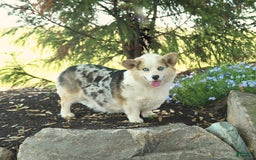 Welsh Corgi Pembroke dogs for sale: Cash - Image 6
