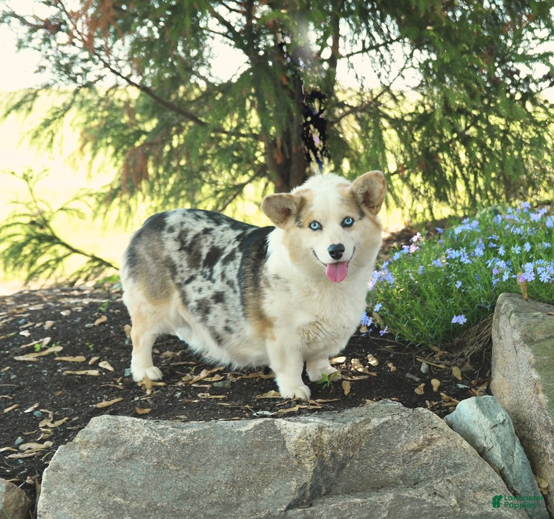 Welsh Corgi Pembroke dogs for sale: Cash - Image 6