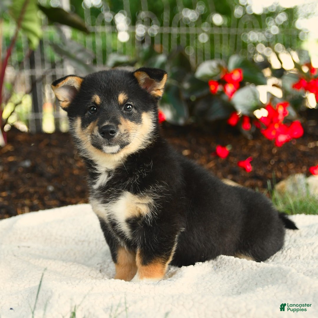 Shiba Inu dogs for sale: Haven - Image 1