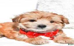 Morkie dogs for sale: Roy Teacup - Image 6