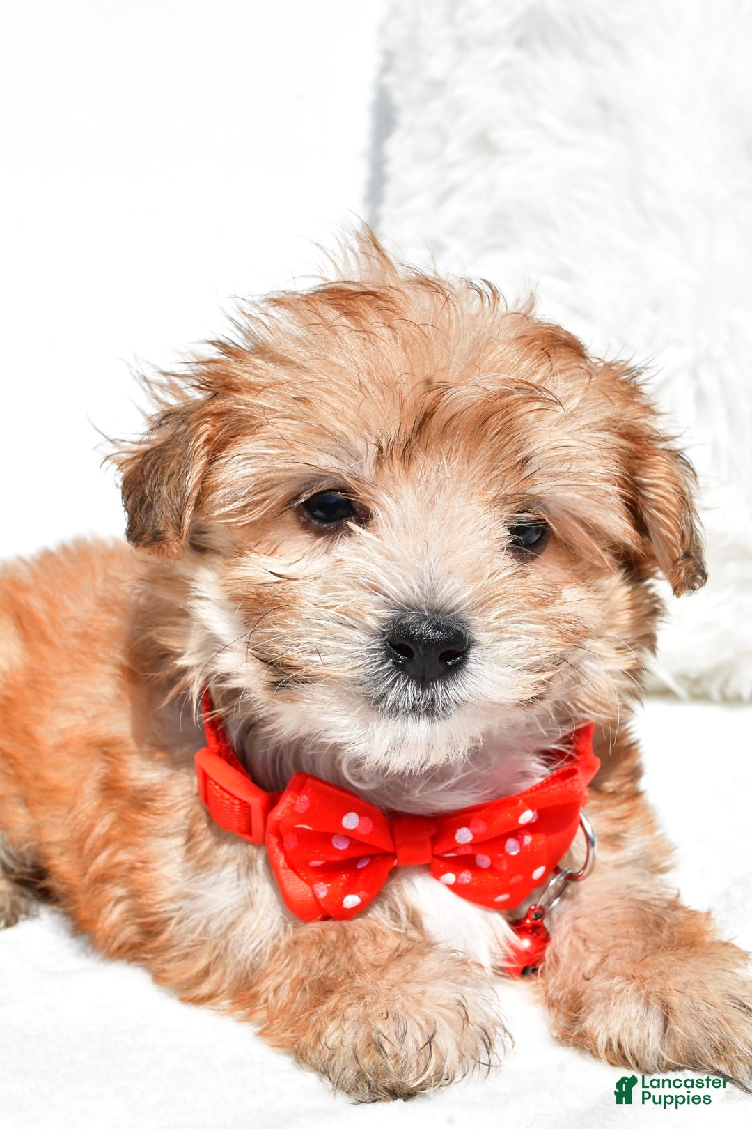 Morkie dogs for sale: Roy Teacup - Image 6