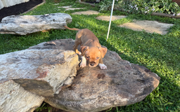 American Pit Bull Terrier dogs for sale: Spice - Image 21