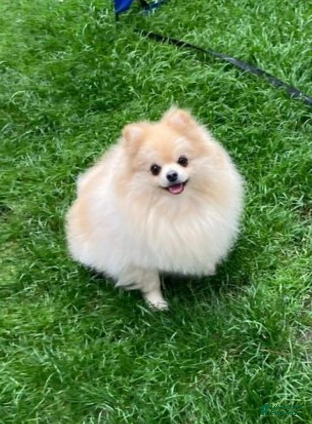 Pomeranian dogs for sale: Sydney - Image 5