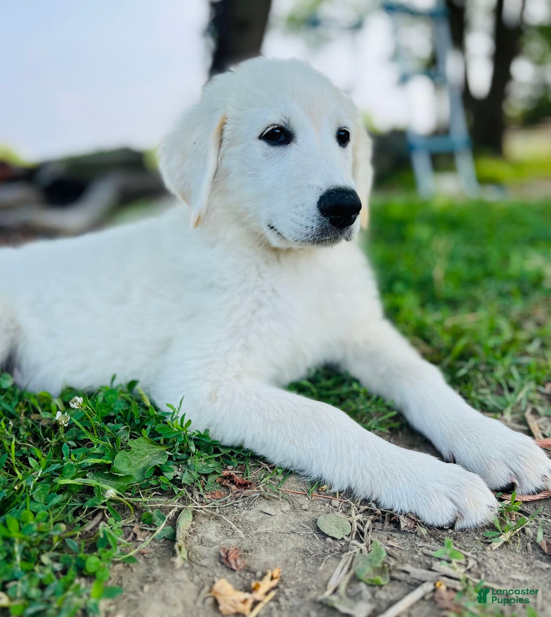 Maremma Sheepdog dogs for sale: Daisy - Image 6