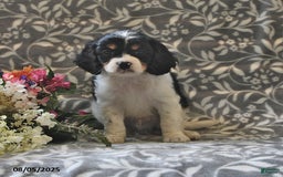 Cavapoo dogs for sale: Blazer - Image 1