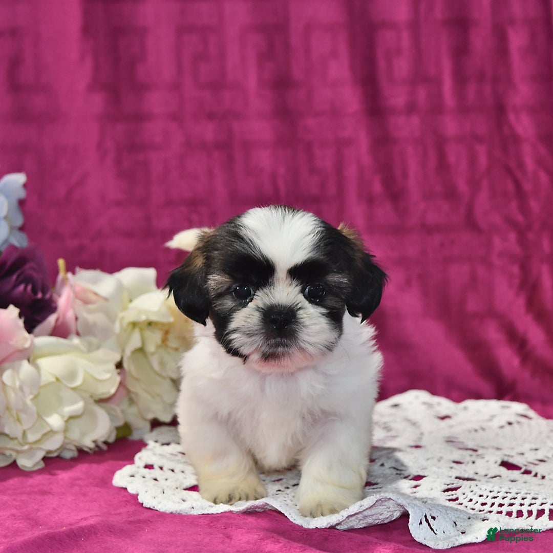 Shih Tzu dogs for sale: Lily - Image 2