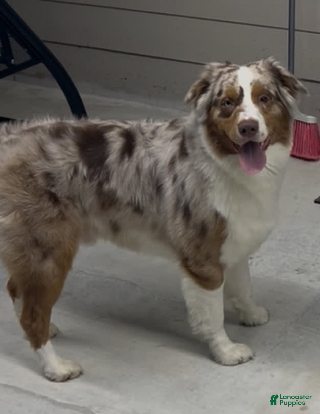 Australian Shepherd dogs for sale: Bella - Image 3