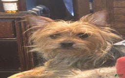 Biewer Terrier dogs for sale: Baxter - Image 5