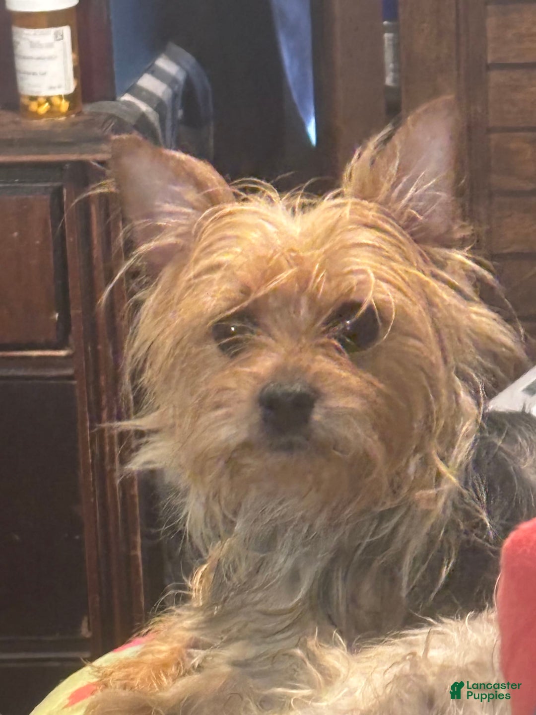 Biewer Terrier dogs for sale: Baxter - Image 5