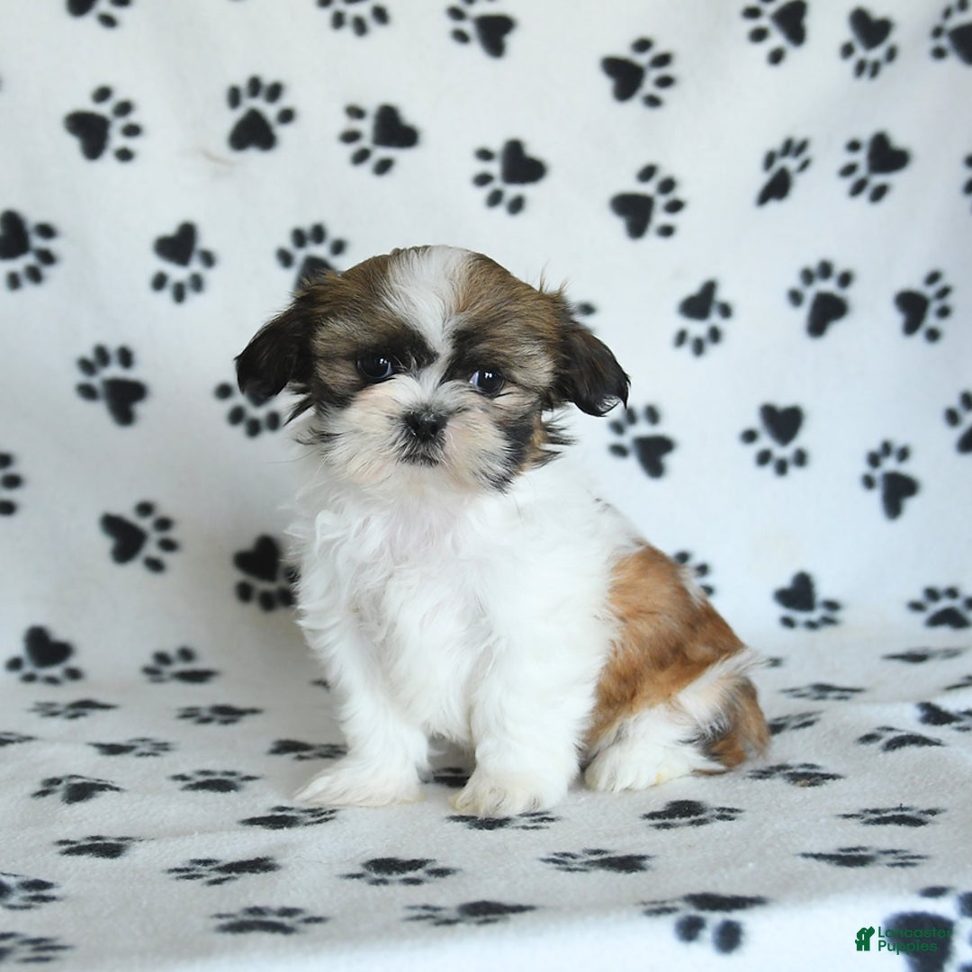 Shih Tzu dogs for sale: Izzy - Image 1