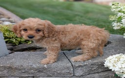Cavapoo dogs for sale: Abby - Image 4