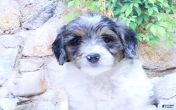 Mini Goldendoodle dogs for sale: Violet F1b - Image 2