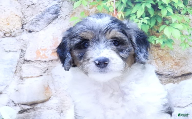 Mini Goldendoodle dogs for sale - Ad 2