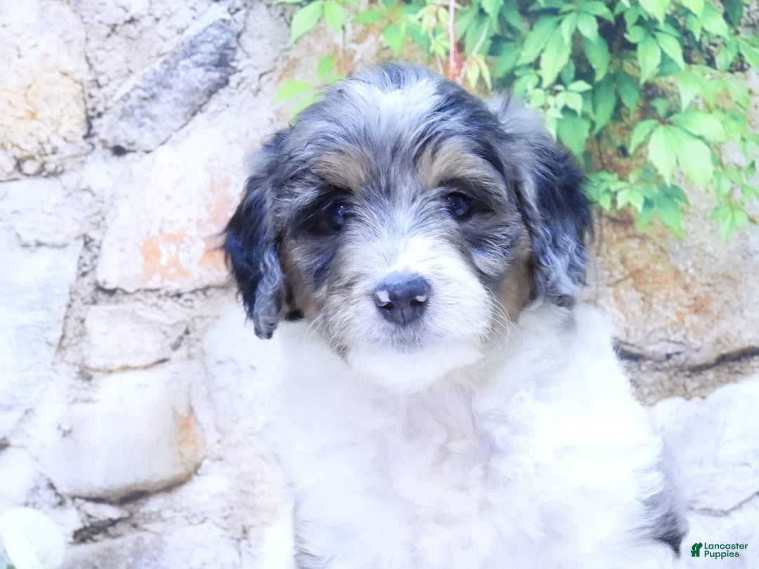 Mini Goldendoodle dogs for sale: Violet F1b - Image 2