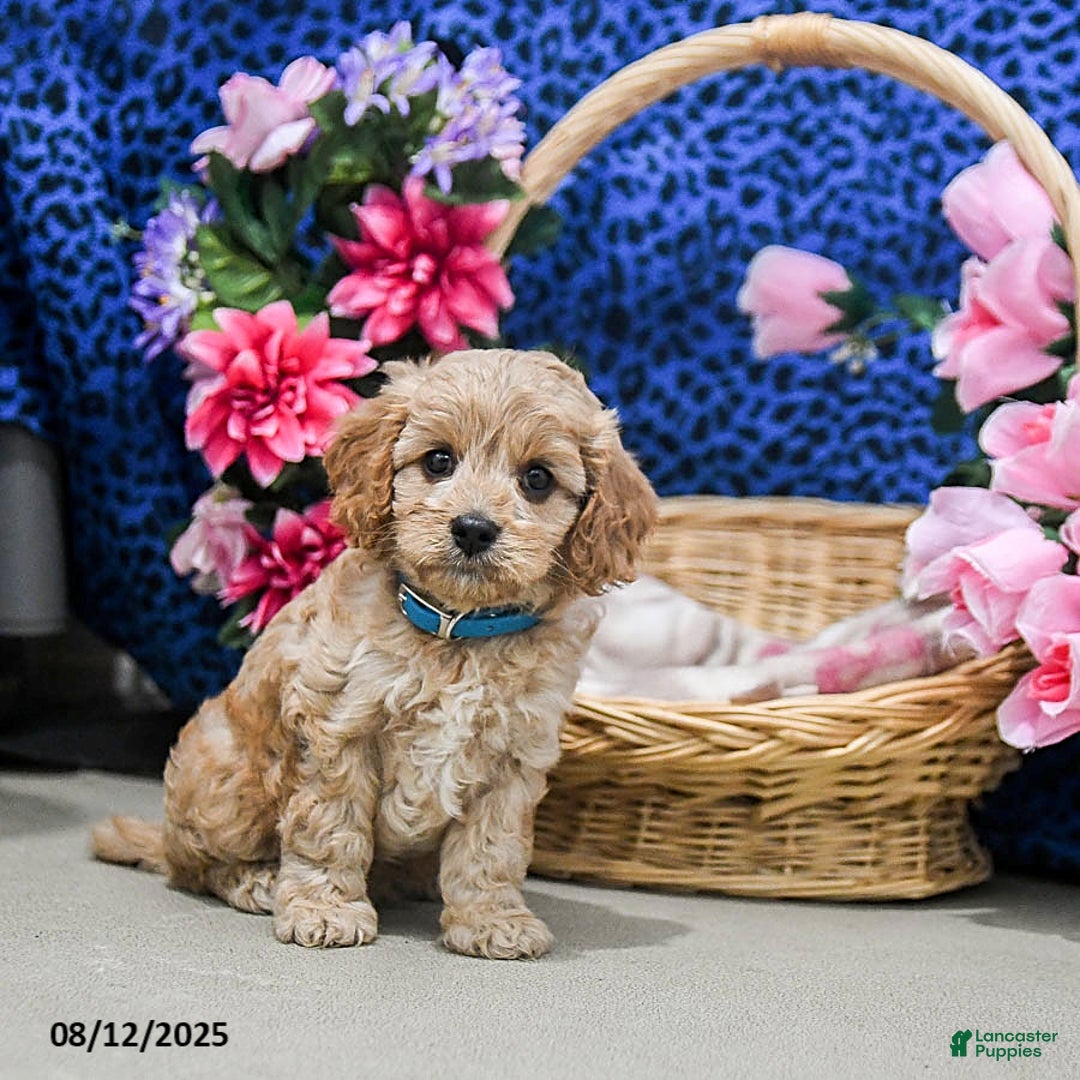 Cavapoo dogs for sale: Bailey - Image 2