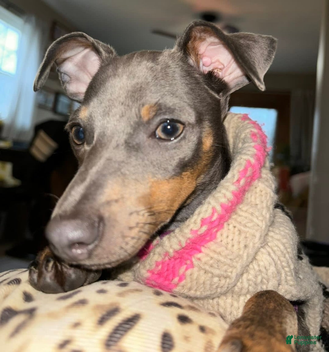 Miniature Pinscher dogs for sale: Ophelia - Image 10