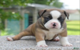 French Bulldog dogs for sale: Bentley mini bulldogge - Image 7