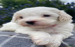 Maltipoo dogs for sale: Frida - Image 3