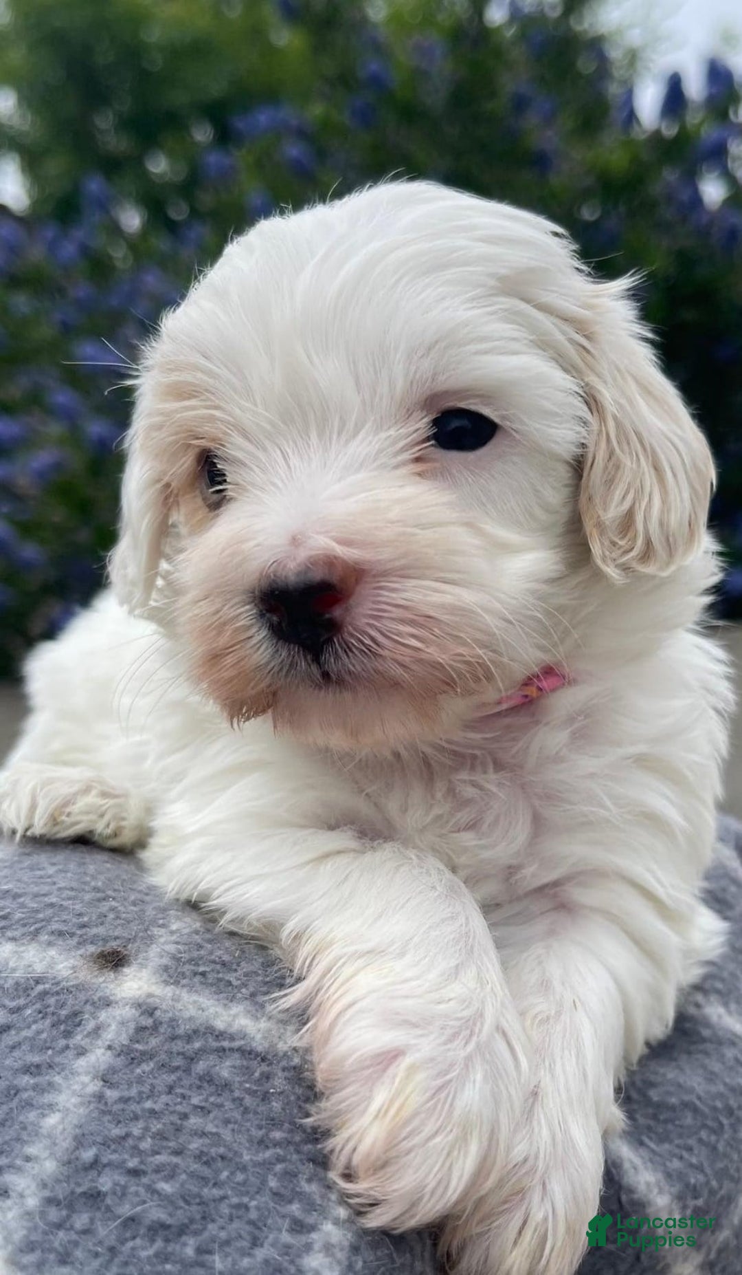 Maltipoo dogs for sale: Frida - Image 3