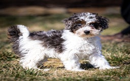 Cavapoo dogs for sale: Simba - Image 10