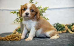 Cavalier King Charles Spaniel dogs for sale: Connie - Image 2