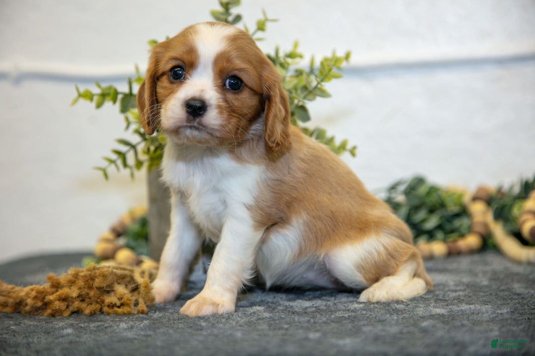 Cavalier King Charles Spaniel dogs for sale: Connie - Image 2