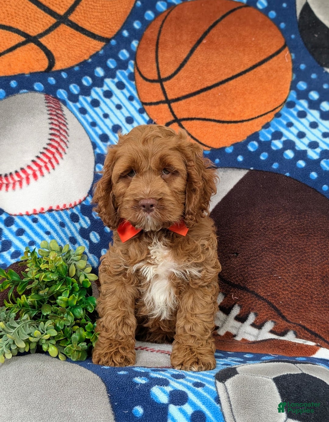Cockapoo dogs for sale: Farlow - Image 3