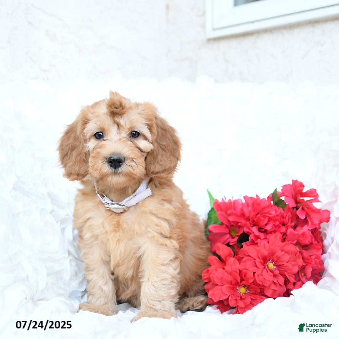 Mini Goldendoodle dogs for sale: Sarah - Image 5