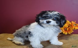 Cavapoo dogs for sale: Joann - Image 1