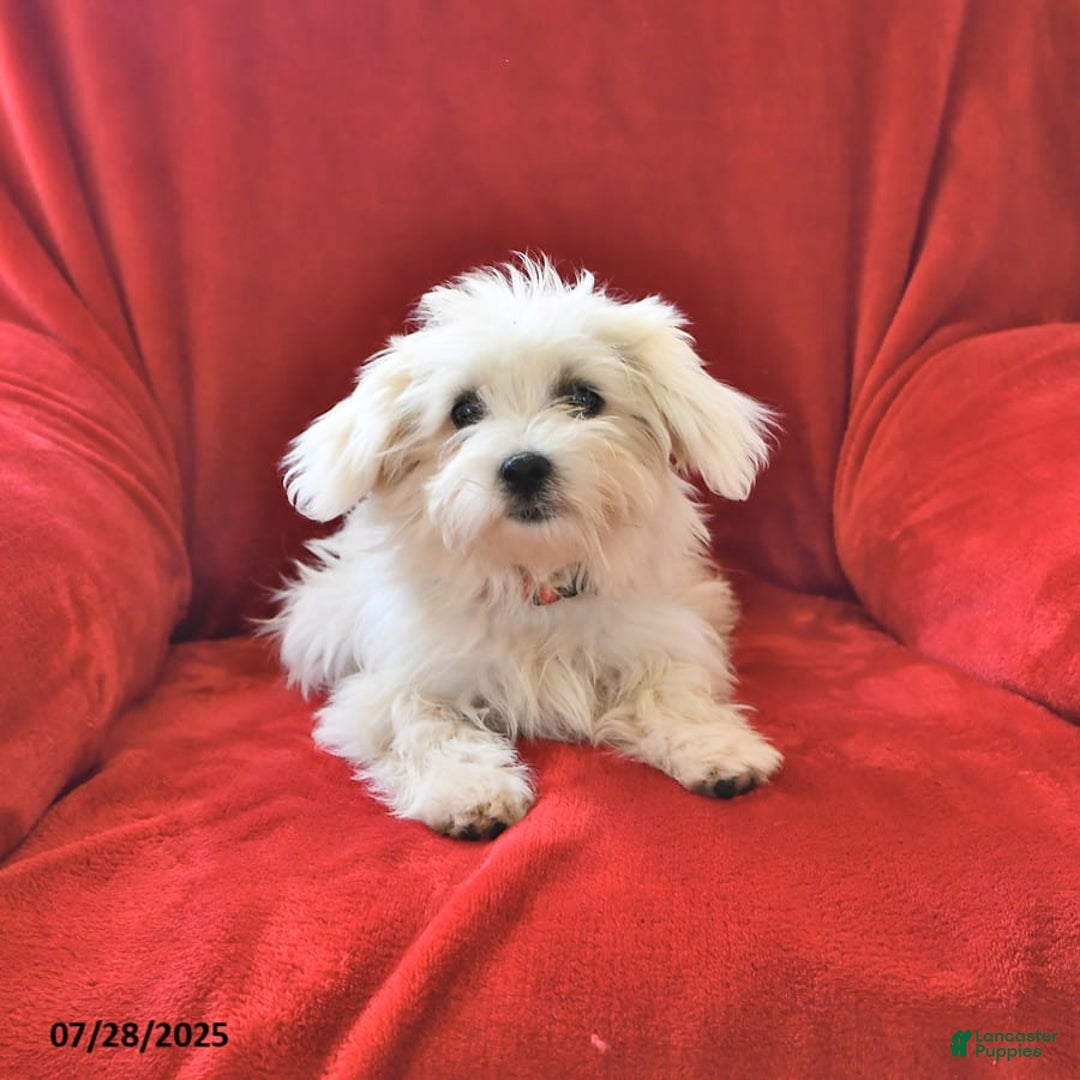Maltese dogs for sale: Stardust - Image 2