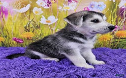 Goberian dogs for sale: Iggy - Image 2