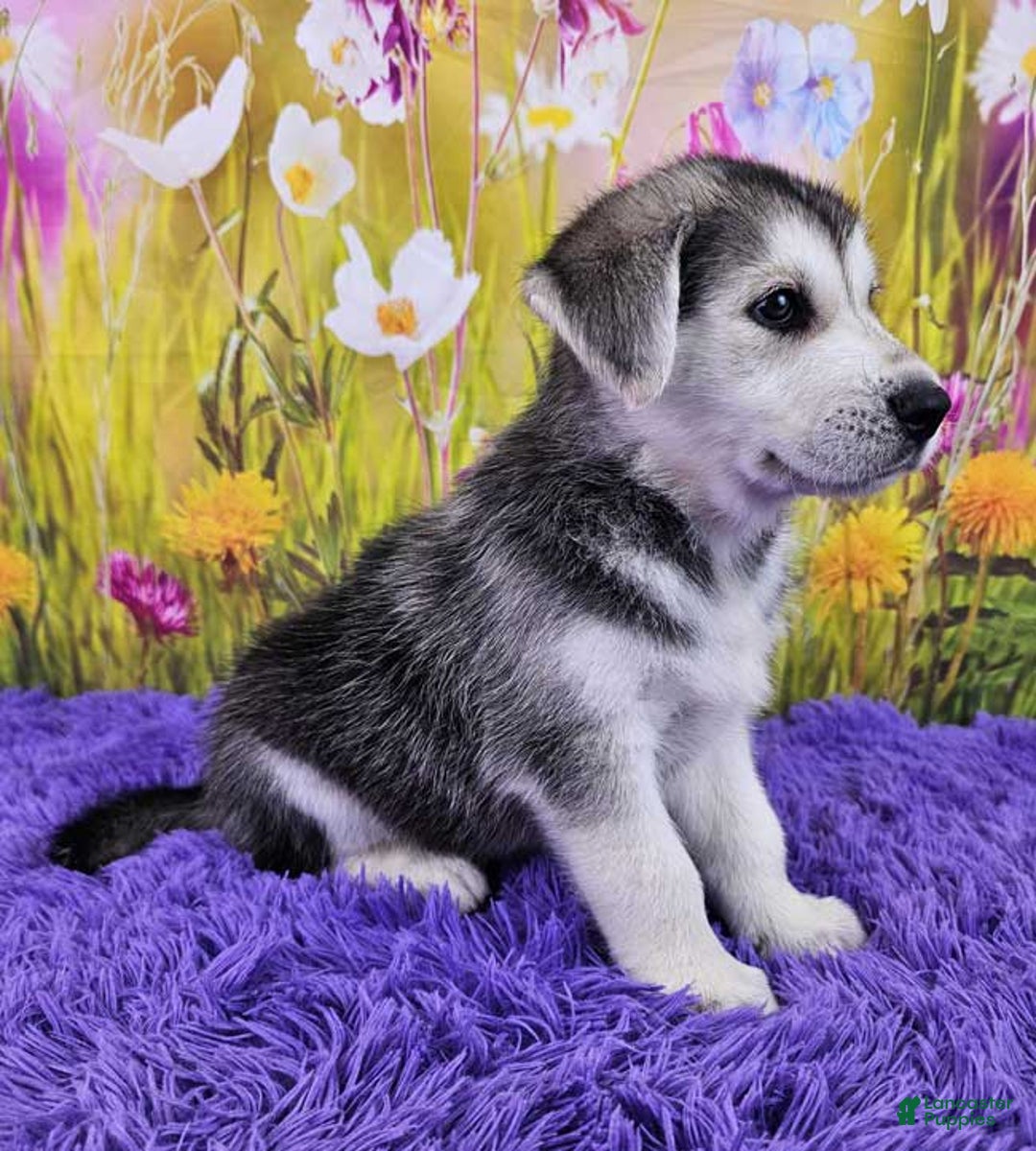 Goberian dogs for sale: Iggy - Image 2