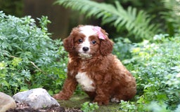 Cavapoo dogs for sale: Levy - Image 5